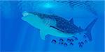 Whale sharks are the largest shark in the ocean but feed on the smallest plankton creatures.