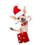 chihuahua santa claus shopping bag  dog behind a blank empty placard or banner,  for christmas sale discount , isolated on white background