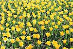 image of yellow tulips on the flower-bed