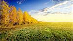 Yellow birches on autumn field at sunrise