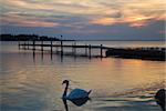 Graceful mute swan swimming by sunset at a coast with a wooden bathing pier