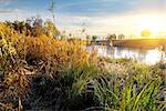 Dry grass on autumn river at sunrise