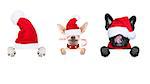 row and group of santa claus dumb dogs, for christmas holidays, behind a wall, banner or placard, eyes covered by the hat , isolated on white background