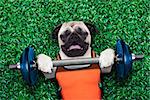 pug dog doing and exercising sport with Dumbbell bar in the park meadow lying on grass, trying very hard