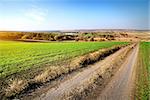 Country road through the field of winter crops