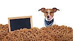 hungry jack russell dog behind a big mound or cluster of food with empty blank blackboard  , isolated on white background