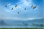 Birds flying away over blue sky background