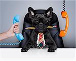office businessman french bulldog dog  as  boss and chef , busy and burnout , sitting on leather chair and desk, telephones hanging around