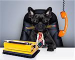 office businessman french bulldog dog  as  boss and chef , with typewriter as a secretary,  sitting on leather chair and desk, in need for vacation