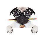 dumb crazy pug dog with nerd glasses as an office business worker,behind blank empty banner or placard,  isolated on white background