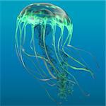 The jellyfish is a predator of the oceans and feeds on small fish and zooplankton.