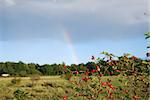 Riped rose-hip berries at a bush with a rainbow in the horizon