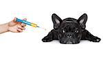 french bulldog dog  with  headache and sick , ill or with  high fever, suffering ,syringe on its way,  isolated on white background