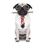 dumb crazy pug dog with nerd glasses as an office business worker with pencil in mouth ,full body ,  isolated on white background