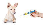 chihuahua dog  with  headache and sick , ill or with  high fever, suffering ,syringe on its way,  isolated on white background