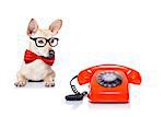 chihuahua dog with glasses as secretary or operator with red old  dial telephone or retro classic phone