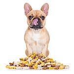 hungry french bulldog dog behind  a big mound or cluster of food , isolated on white background