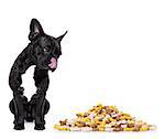 hungry french bulldog dog beside a big mound or cluster of food , isolated on white background