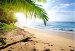 Sandy beach with green palm trees near ocean