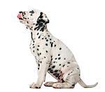 Dalmatian puppy sitting and licking in front of a white background