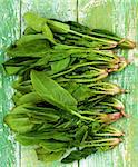 Heap of Raw Spinach Leafs In a Row closeup on Cracked Green Wooden background. Top View