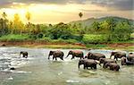 Herd of elefants walking in a jungle river