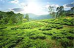 Tea fields of Nuwara Eliya in mountains