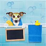 jack russell dog in a bathtub not so amused about that , with yellow plastic duck and towel, face or  beauty mask with cucumber