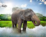 Elephant in a pond near mountain of Sigiriya