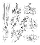 Culinary Herbs and Spices. Handdrawn Vector Vintage Illustration.