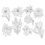 Flower Set. Hand Drawn Monochrome Vector Illustration