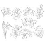 Flower Collection. Hand Drawn Monochrome Vector Illustration