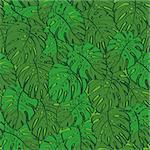 Seamless background, pattern of green monstera plant leaves. Vector