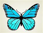 Butterfly. Vector illustration
