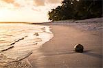 Coconut on a tropical beach at sunset, Rarotonga Island, Cook Islands, South Pacific, Pacific