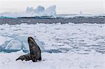 Adult bull Antarctic fur seal (Arctocephalus gazella), hauled out on first year sea ice in the Weddell Sea, Antarctica, Polar Regions