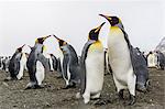 King penguins (Aptenodytes patagonicus) on the beach at Gold Harbour, South Georgia, Polar Regions