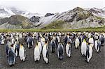 King penguins (Aptenodytes patagonicus), breeding colony at Gold Harbour, South Georgia, Polar Regions