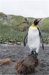 King penguin (Aptenodytes patagonicus), breeding colony at Gold Harbour, South Georgia, Polar Regions