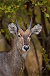 Common waterbuck (Ellipsen waterbuck) (Kobus ellipsiprymnus ellipsiprymnus), young buck, Kruger National Park, South Africa, Africa