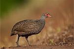 Swainson's francolin (Swainson's spurfowl) (Pternistes swainsonii), Kruger National Park, South Africa, Africa