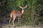 Nyala (Tragelaphus angasii) female, Kruger National Park, South Africa, Africa