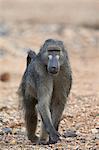 Chacma baboon (Papio ursinus), Kruger National Park, South Africa, Africa