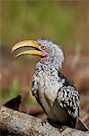 Southern yellow-billed hornbill (Tockus leucomelas), Kruger National Park, South Africa, Africa