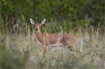 Steenbok (Raphicerus campestris) buck, Kruger National Park, South Africa, Africa