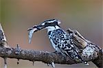 Pied kingfisher (Ceryle rudis) with a fish, Kruger National Park, South Africa, Africa