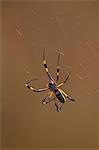 Banded-legged golden orb spider (Nephila senegalensis), Kruger National Park, South Africa, Africa