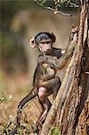 Chacma baboon (Papio ursinus) juvenile climbing a tree, Kruger National Park, South Africa, Africa