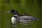 Common Loon (Gavia immer) chicks riding on their mother's back, Lac Le Jeune Provincial Park, British Columbia, Canada, North America