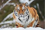 Portrait of Siberian Tiger (Panthera tigris altaica) in Winter, Germany